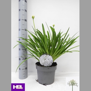AGAPA HENRYS WHITE