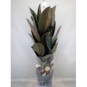 Ficus elastica 'Abidjan'
