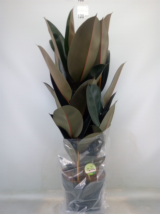 <h4>Ficus elastica 'Abidjan'</h4>