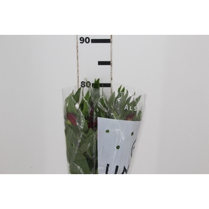ALSTROEMERIA NATALYA 080 CM