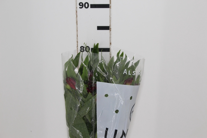 <h4>ALSTROEMERIA NATALYA 080 CM</h4>
