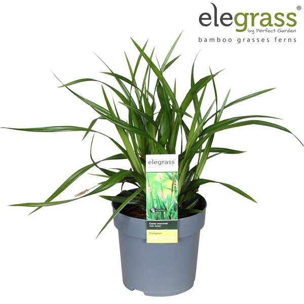 <h4>Carex 'Irish Green' P14</h4>