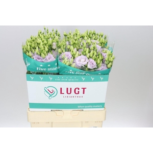 Eust Du Alissa Lavender