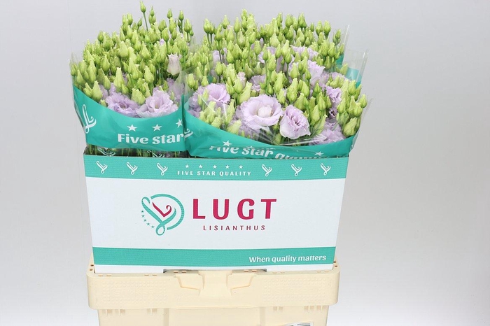 <h4>Eust Du Alissa Lavender</h4>