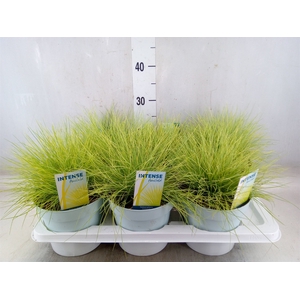 Festuca glauca 'Amigold'