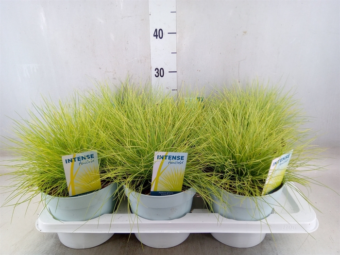 <h4>Festuca glauca 'Amigold'</h4>