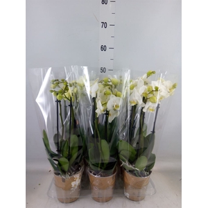 Phalaenopsis   ...white