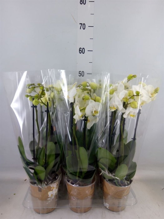 <h4>Phalaenopsis   ...white</h4>