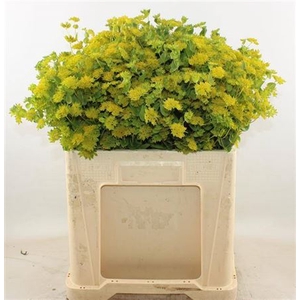 Bupleurum Rotundifol