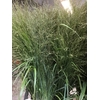 FREILAND PANICUM