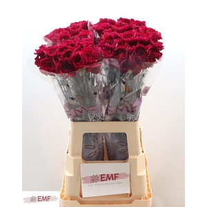 DI ST PURPLE DAMASCU