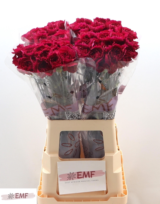 <h4>DI ST PURPLE DAMASCU</h4>