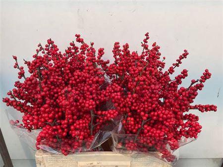 <h4>Ilex Ve Rode Bes</h4>