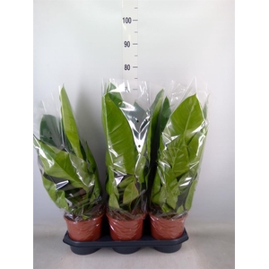 Philodendron  'Imperial Green'