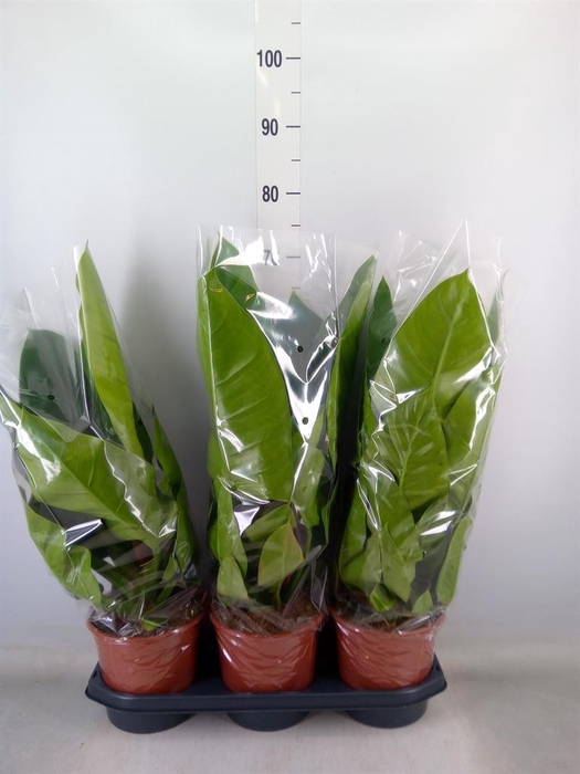 <h4>Philodendron 'Imperial Green'</h4>