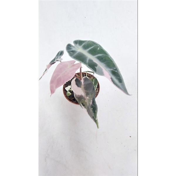 <h4>Alocasia Bambino pink variegata</h4>