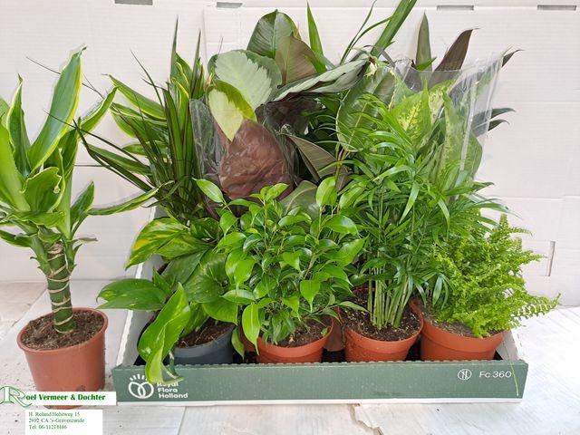 <h4>KAMERPLANT MIX P12</h4>