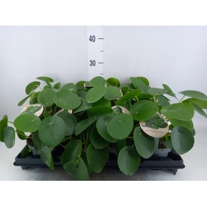 Pilea peperomioides