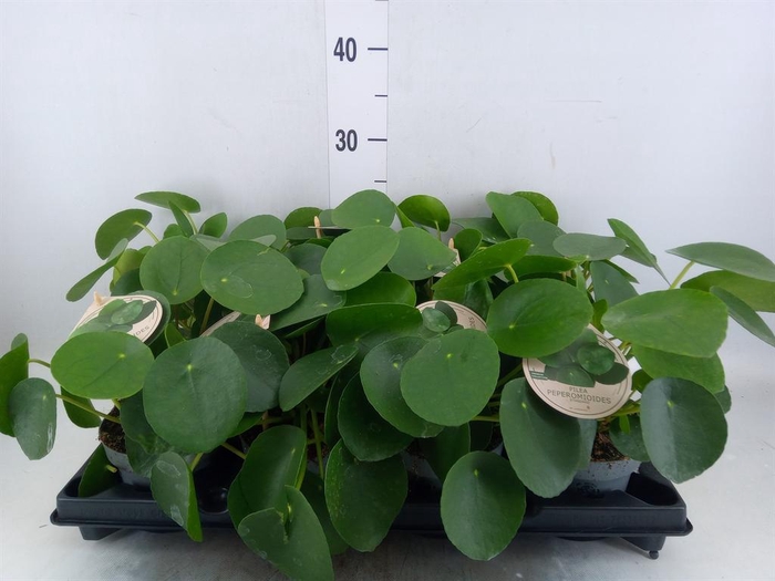 <h4>Pilea peperomioides</h4>