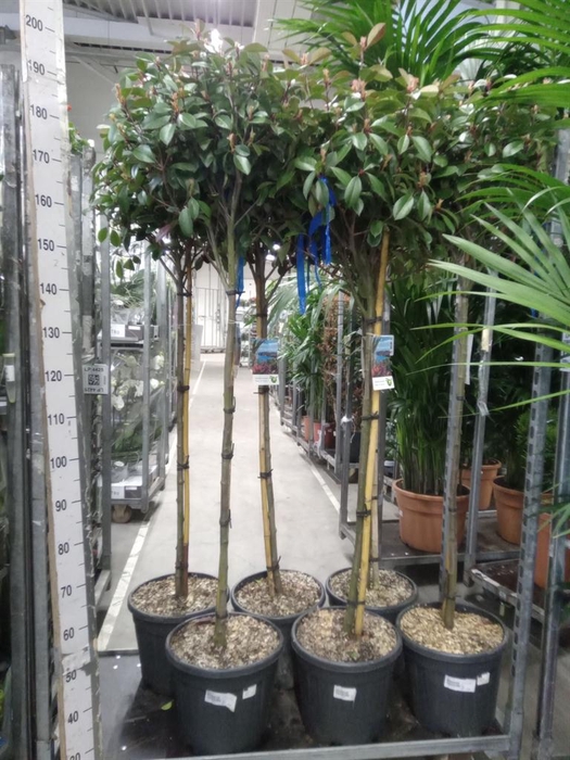 <h4>Photinia fraseri</h4>