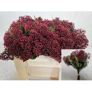 SKIM J RUBELLA BS 25 CM KORT ( zwarte emmer)