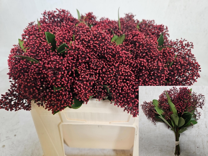 <h4>SKIM J RUBELLA BS 25 CM KORT ( zwarte emmer)</h4>