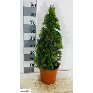 THUJA O SMARAGD