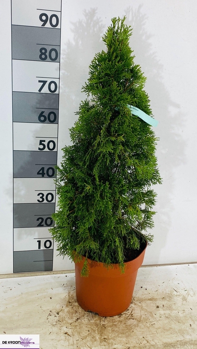 <h4>THUJA O SMARAGD</h4>