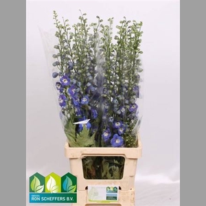 Delph Du Aurora Blue