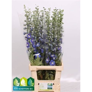 Delph Du Aurora Blue