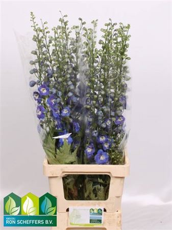 <h4>Delph Du Aurora Blue</h4>