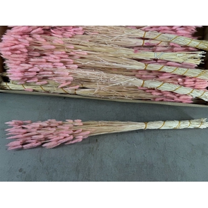 Dried Lagurus Light Pink