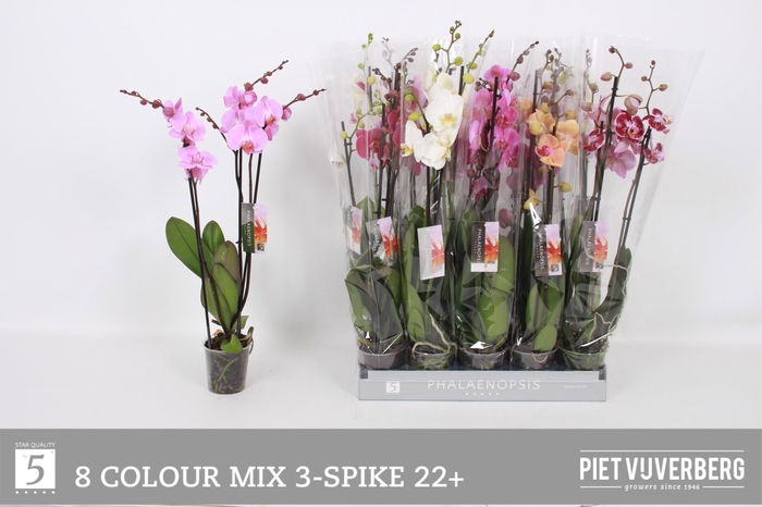 <h4>PHAL GEM 8 KL</h4>