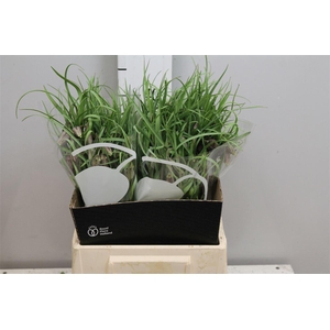 Fritillaria Meleagris