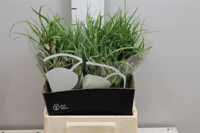 <h4>Fritillaria Meleagris</h4>