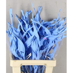 Df Strelitzia Leaf Light Blue