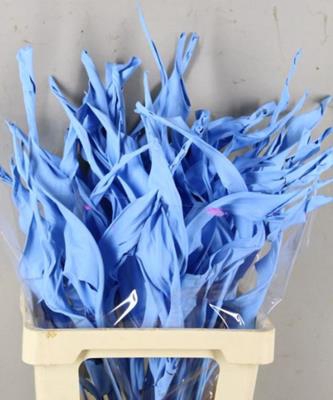 Df Strelitzia Leaf Light Blue