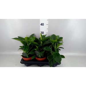Philodendron  'Green Princess'