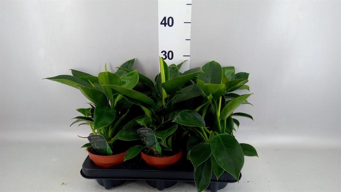 <h4>Philodendron  'Green Princess'</h4>