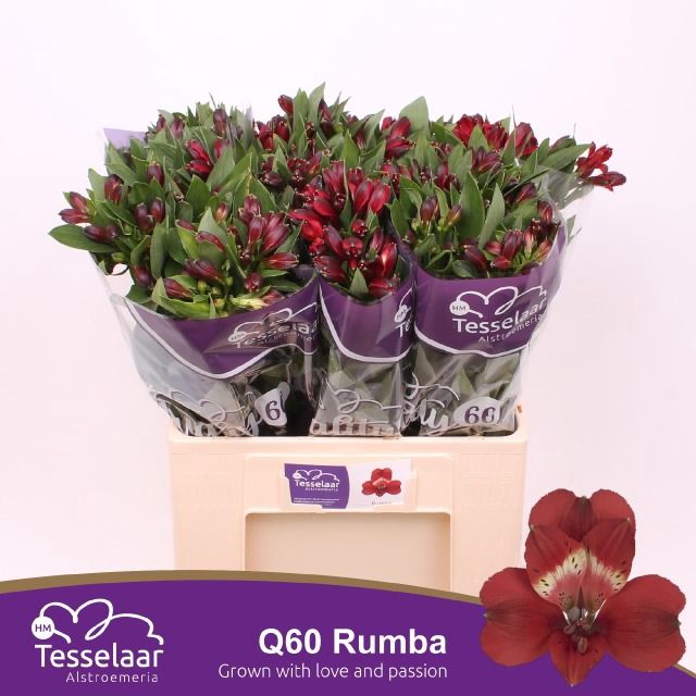 <h4>ALSTR RUMBA</h4>