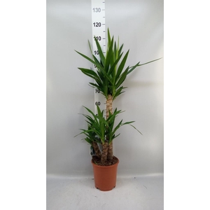 Yucca   ...