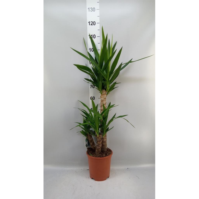 <h4>Yucca   ...</h4>