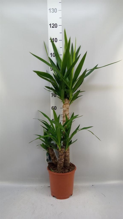 <h4>Yucca ...</h4>
