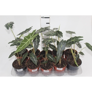ALOCASIA POLLY P12