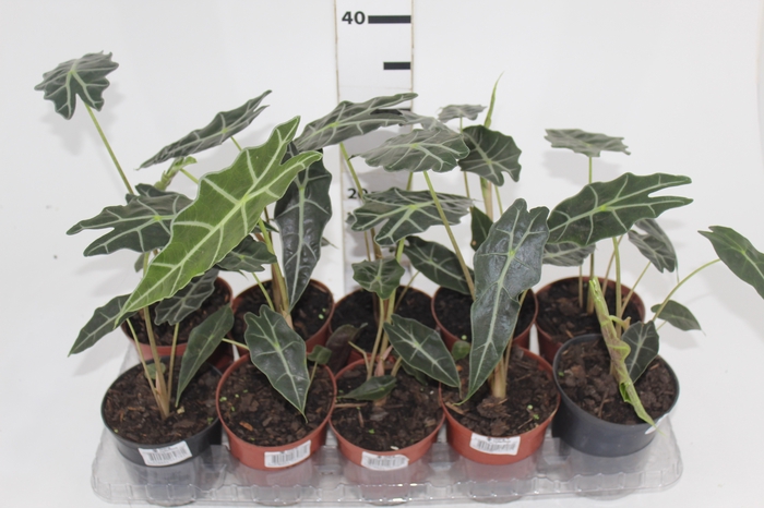 <h4>ALOCASIA POLLY P12</h4>