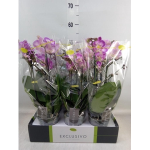 Phalaenopsis multi.   ...rose