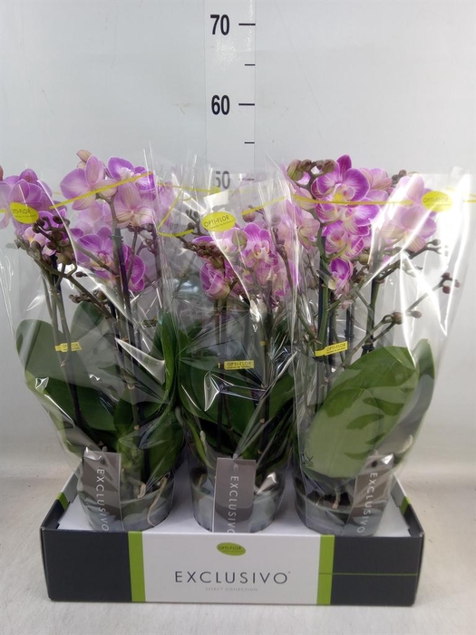 <h4>Phalaenopsis multi. ...rose</h4>