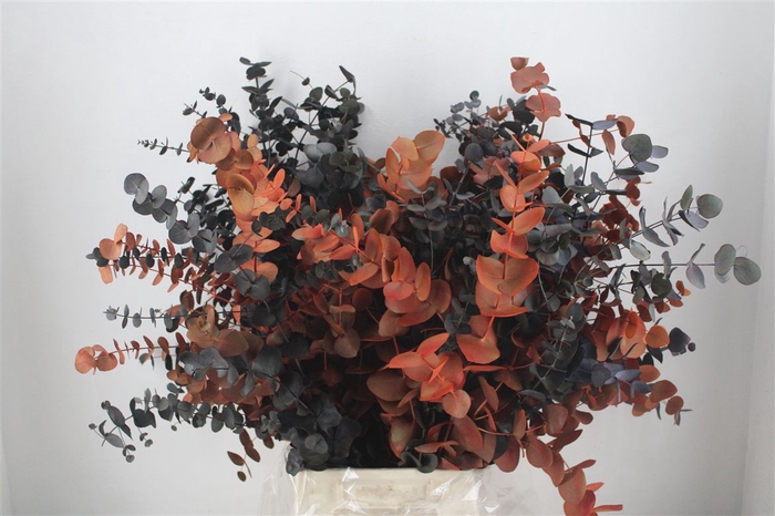 <h4>Euca Cinerea Halloween P Bunch</h4>