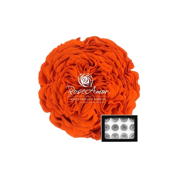 <h4>Amelia Ora02</h4>