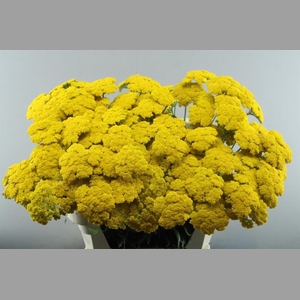 Achillea F Park Variety